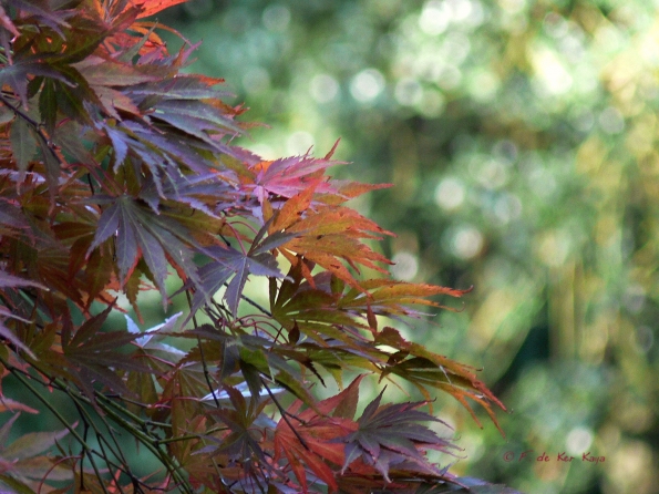 Bois des moutiers fall 2012 (31)